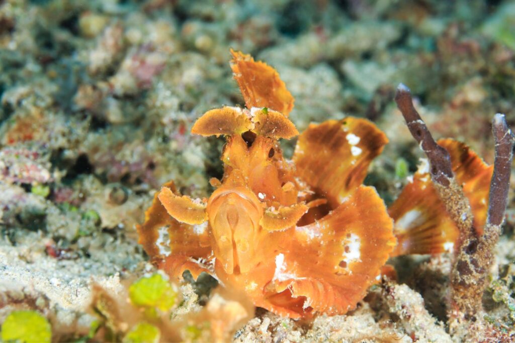 close-up photo of a beautiful coral reef underwater
