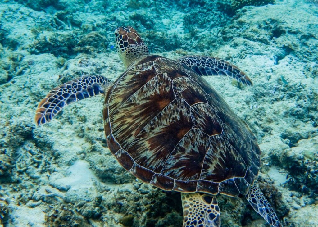 Swim with sea turtles in Gili Islands