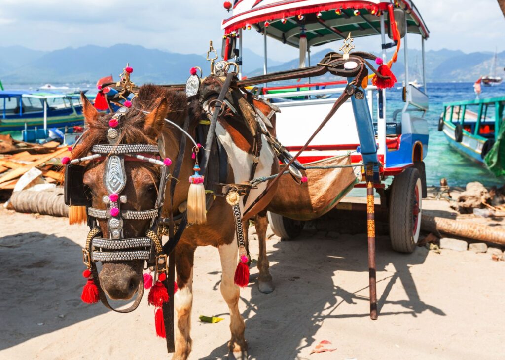 Horse-drawn carriages are especially helpful to transport lugage from the bay to your Gili island hotel