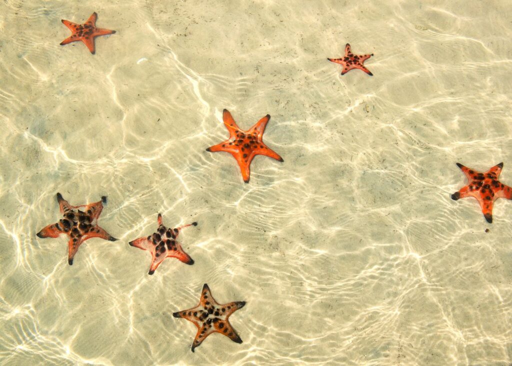 Red starfish on golden sand