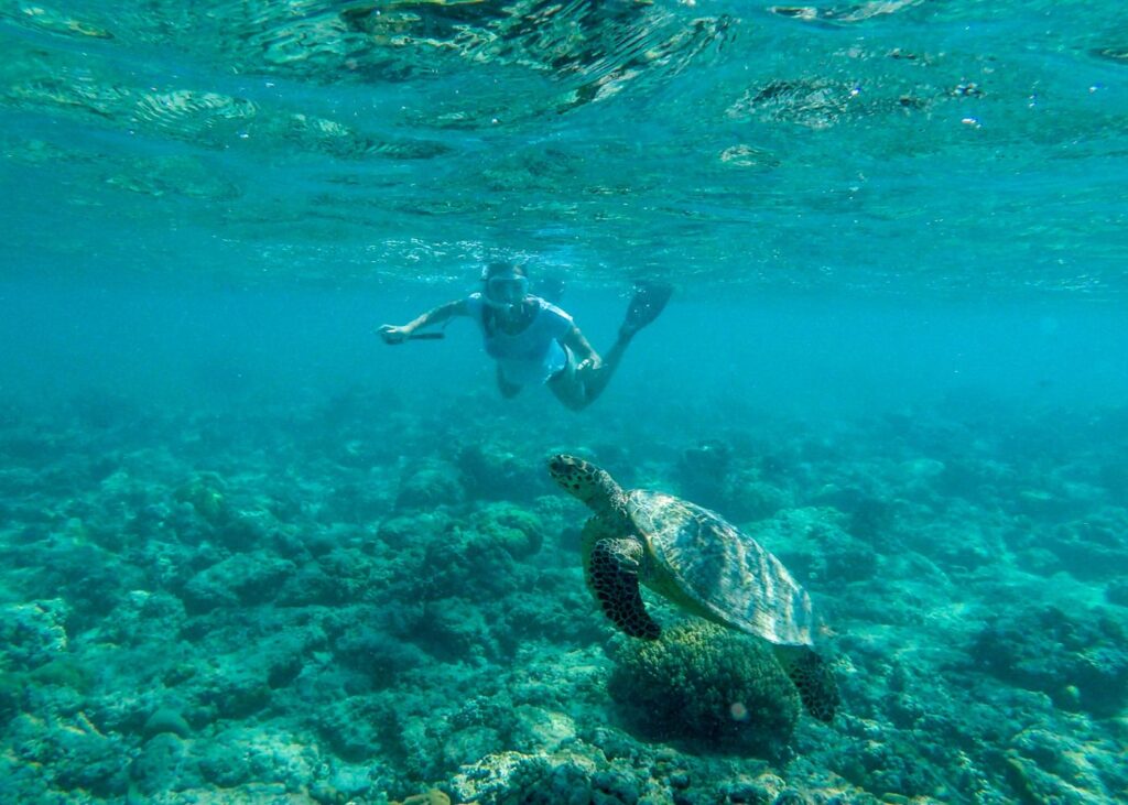 Snorkel or scuba dive to see the turtles in their natural habitat in Gili Islands